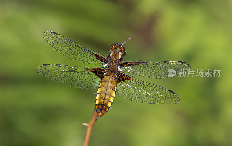 宽体追击蜻蜓(Libellula depressa)